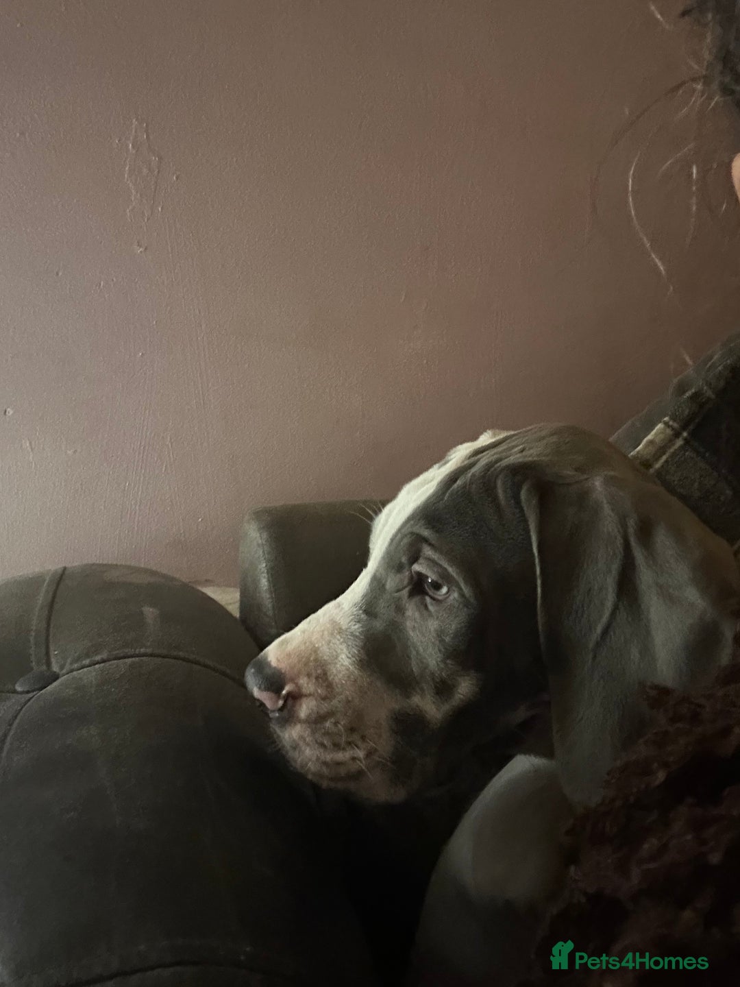 Great Dane dogs for sale: Reduced***** KC registered blue Great Dane puppies - Advert 15