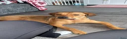 Mixed Breed dogs for sale: Beautiful Bo 🎀 - Advert 3