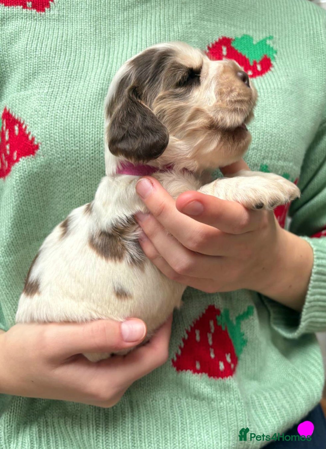 Cocker Spaniel dogs for sale: KC Show Cocker Spaniel Pups DNA health Simbawood  - Image 10