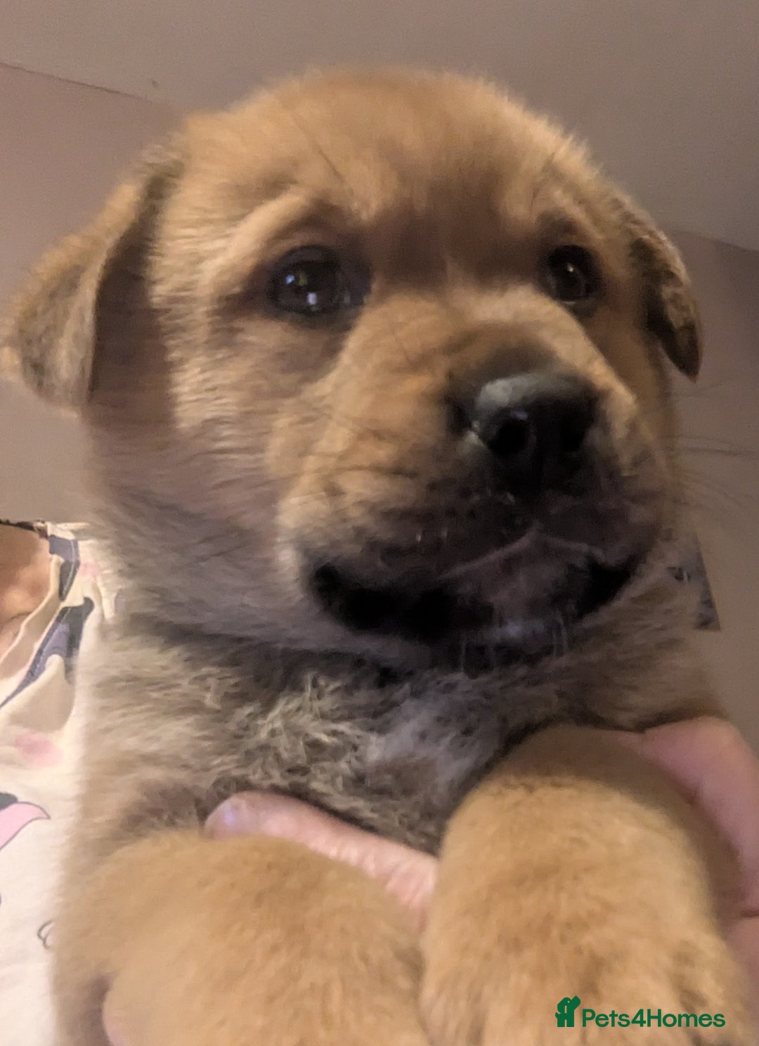 Mixed Breed dogs for sale: Pup looking for her forever home  - Advert 8