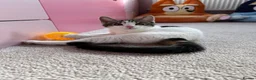 Mixed Breed cats for sale: Kitten for sale  in Wolverhampton - Advert 1
