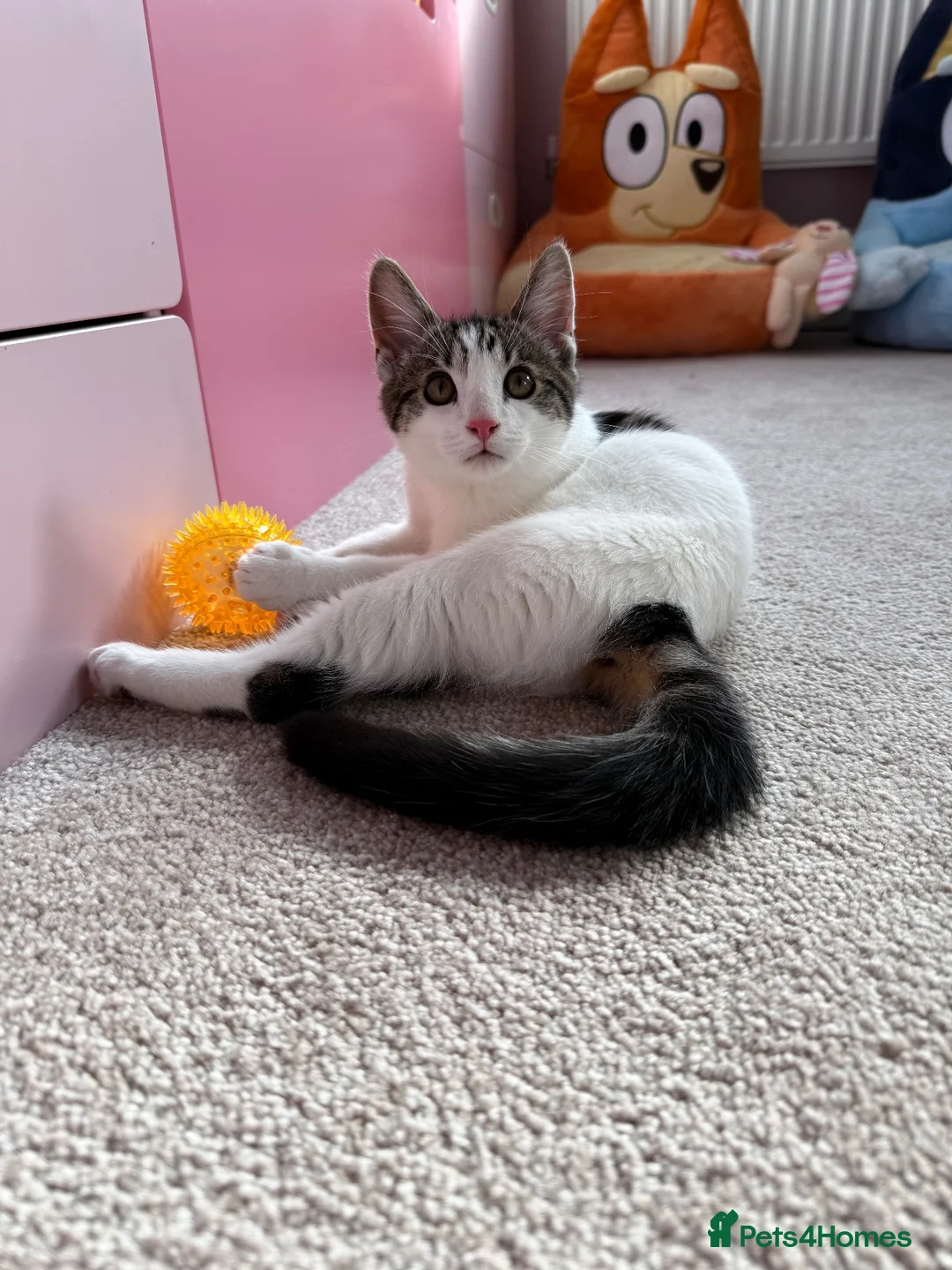Mixed Breed cats for sale: Kitten for sale  in Wolverhampton - Advert 1