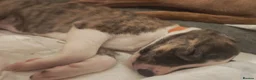 Lurcher dogs for sale: Stunning lurcher puppies - Advert 6