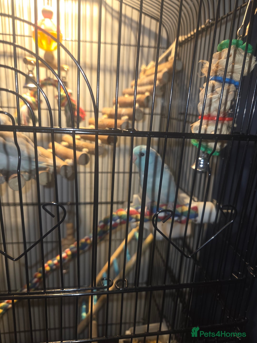 Parakeets birds for sale: Parrotlets x2 - Advert 9