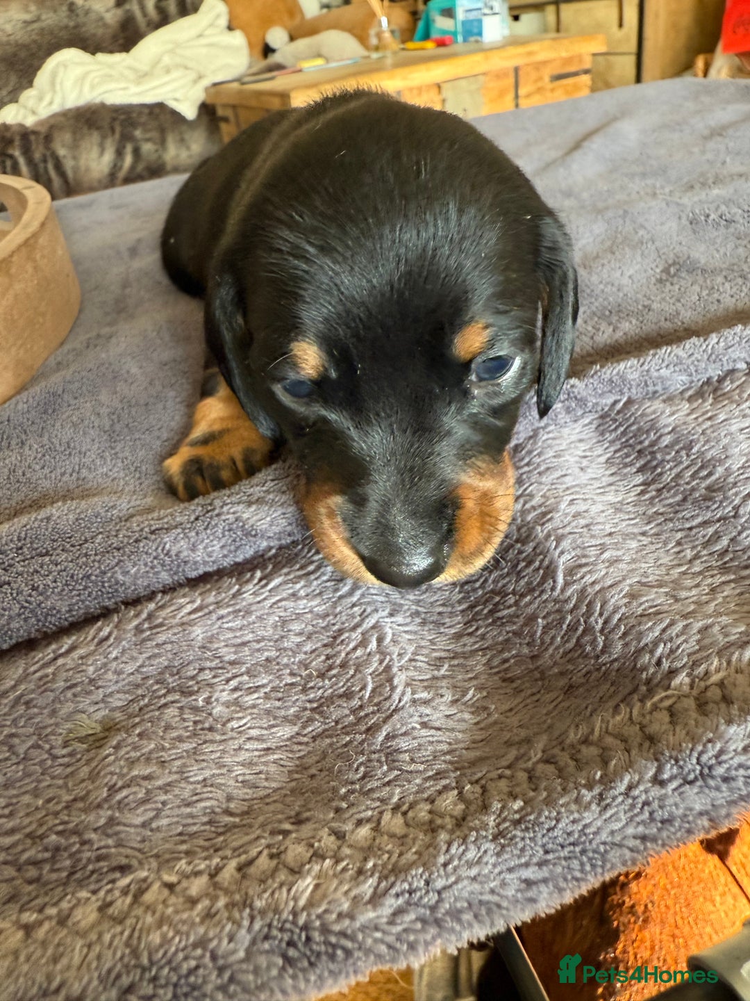 Dachshund dogs for sale: Dachshund puppies looking for new family  - Image 5