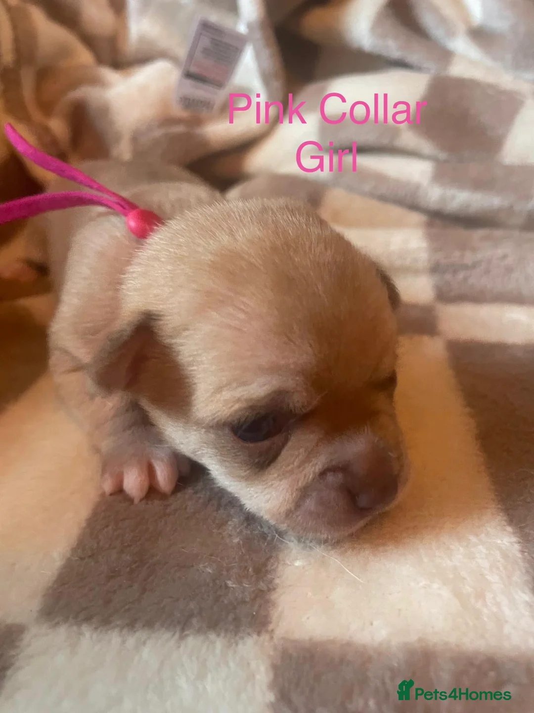 Chihuahua dogs for sale: Beautiful chihuahua puppys - Advert 1