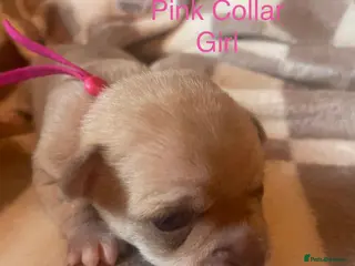 Chihuahua dogs Beautiful chihuahua puppys - Advert 6
