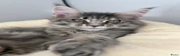 Maine Coon cats for sale: TICA Registered Maine Coon Kittens - Advert 11