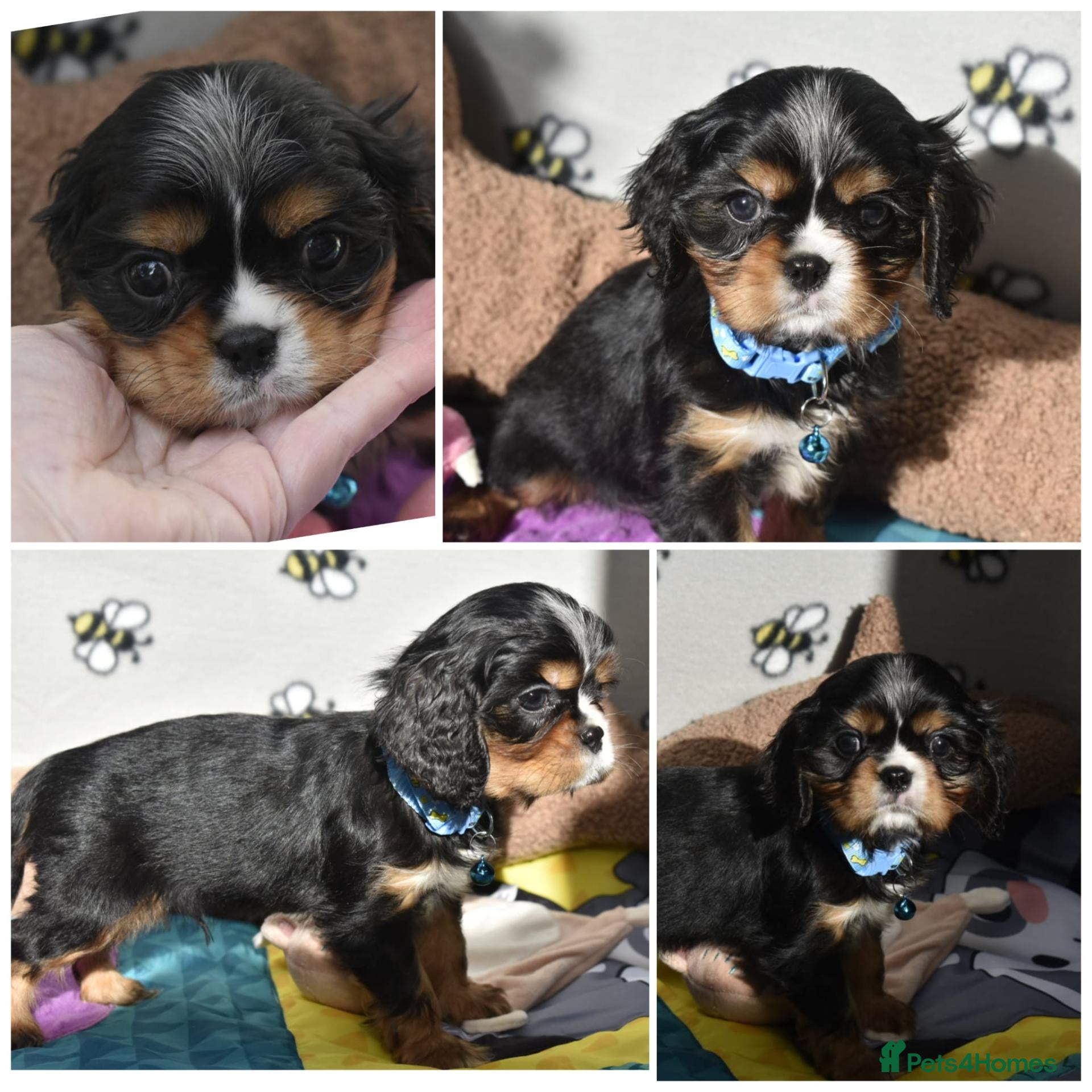 Cavalier King Charles Spaniel dogs for sale: Health Tested- Cavalier King Charles Spaniel - Advert 17