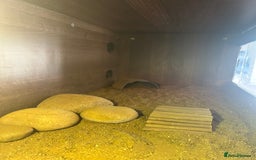 Hermann Tortoise reptiles for sale: Herman tortoise for sale with vivarium  - Image 3