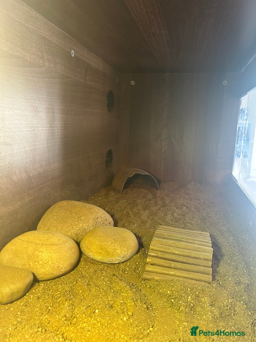 Hermann Tortoise reptiles for sale: Herman tortoise for sale with vivarium  - Image 3