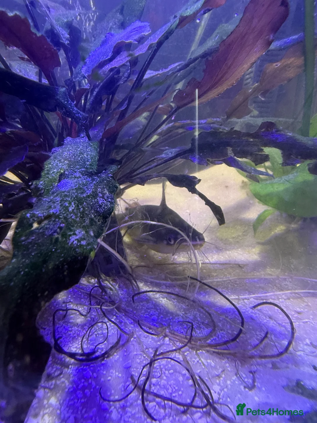 Catfish fish for sale: Electric catfish  - Advert 4