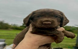 Cocker Spaniel dogs for sale: Cocker Spaniel Purebred Puppies Bitches available - Image 33