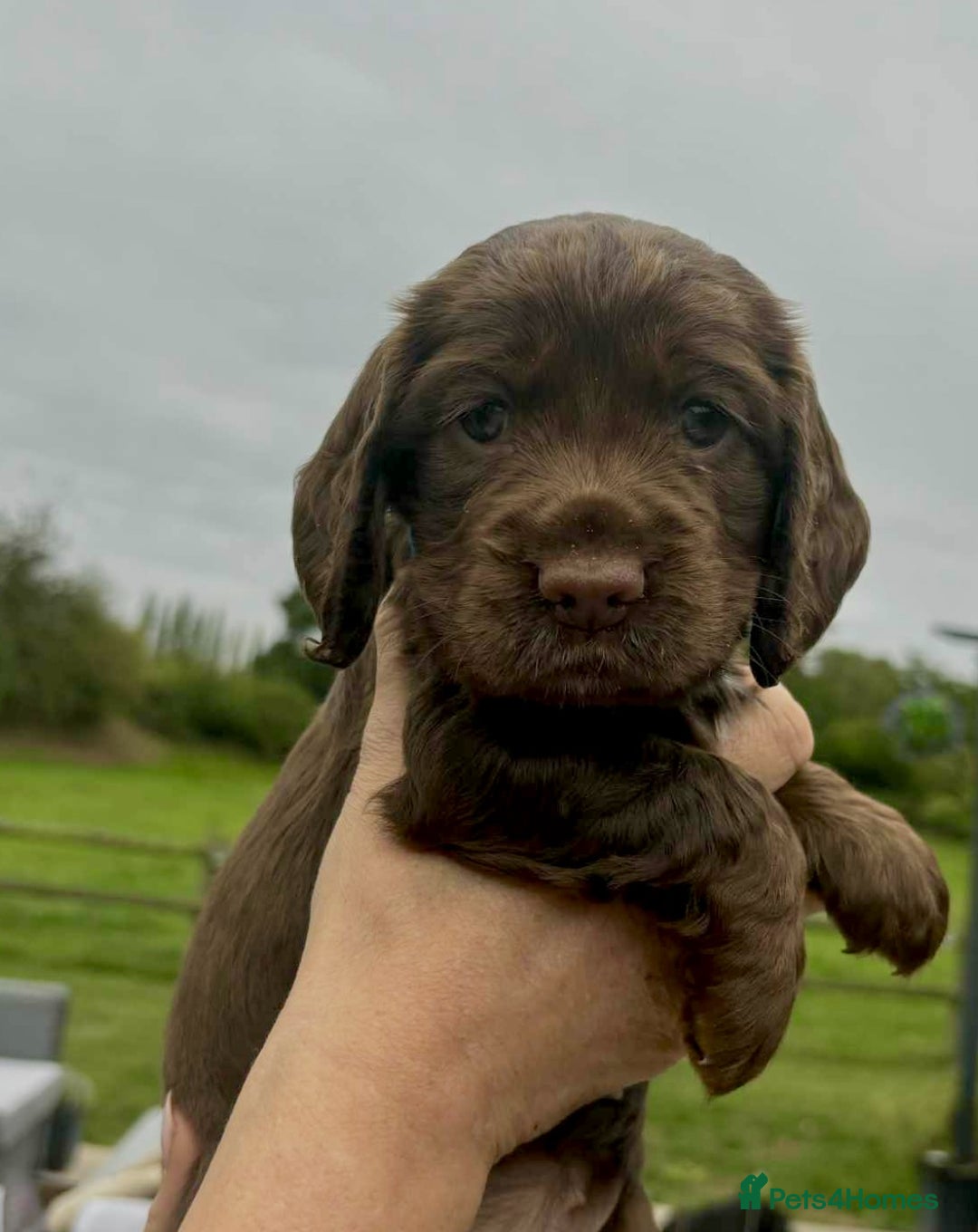 Cocker Spaniel dogs for sale: Cocker Spaniel Purebred Puppies Bitches available - Image 33