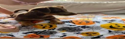 Jack Russell dogs for sale: Mini Jack Russel Terriers - Advert 9