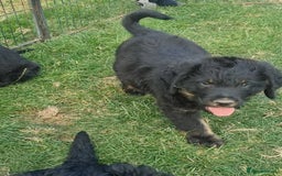 Mixed Breed dogs for sale: GORGEOUS ROTTLE PUPPIES - Image 7