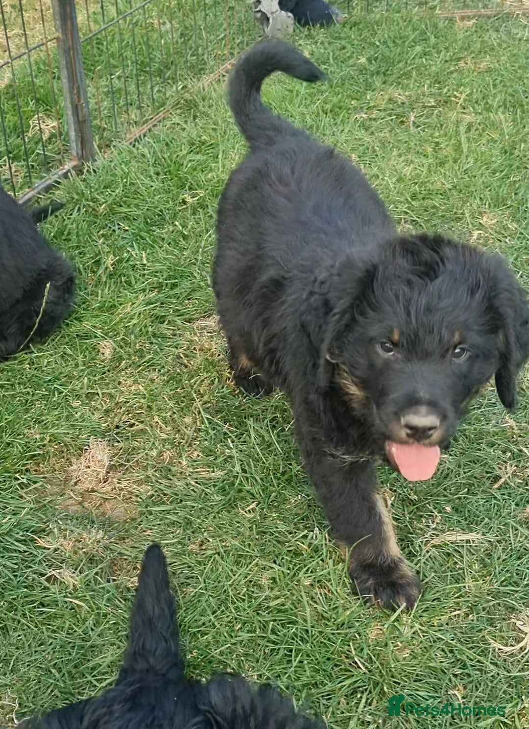 Mixed Breed dogs for sale: GORGEOUS ROTTLE PUPPIES - Image 7