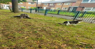 Mixed Breed dogs - Advert 1