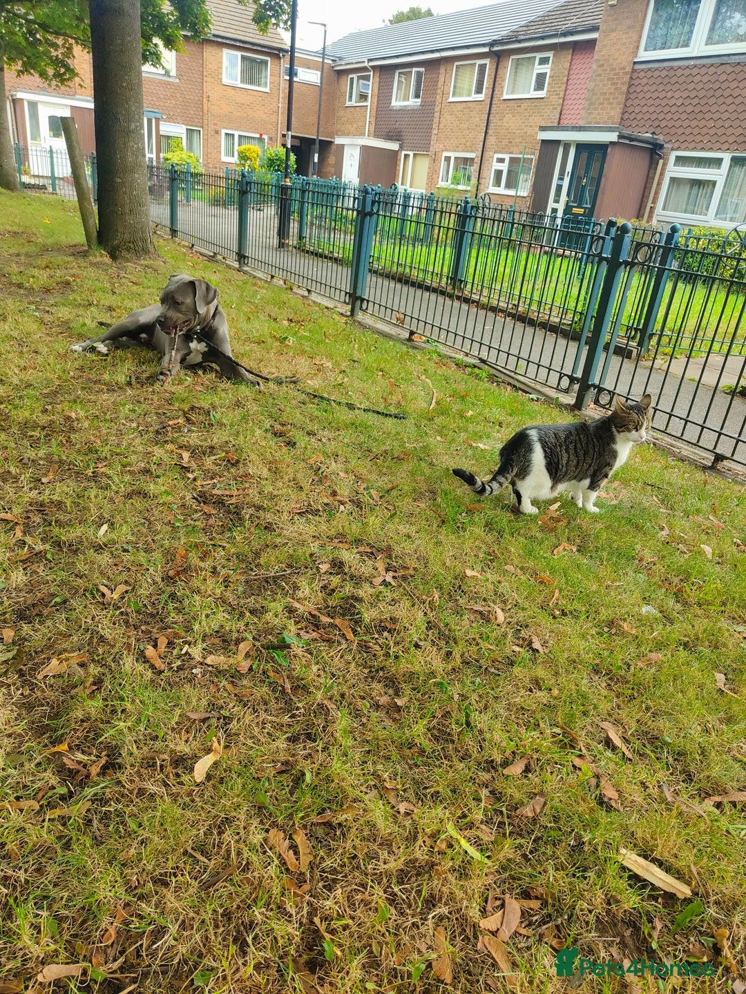 Mixed Breed dogs for sale: 9 month old BFG mastiff cross Reeko 🥰 - Image 3
