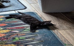 Mixed Breed cats for sale: Boy and girl for news home - Image 10