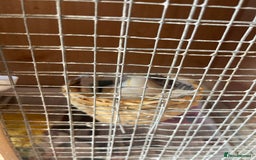 Canaries birds for sale: Canaries, Canary  - Image 1