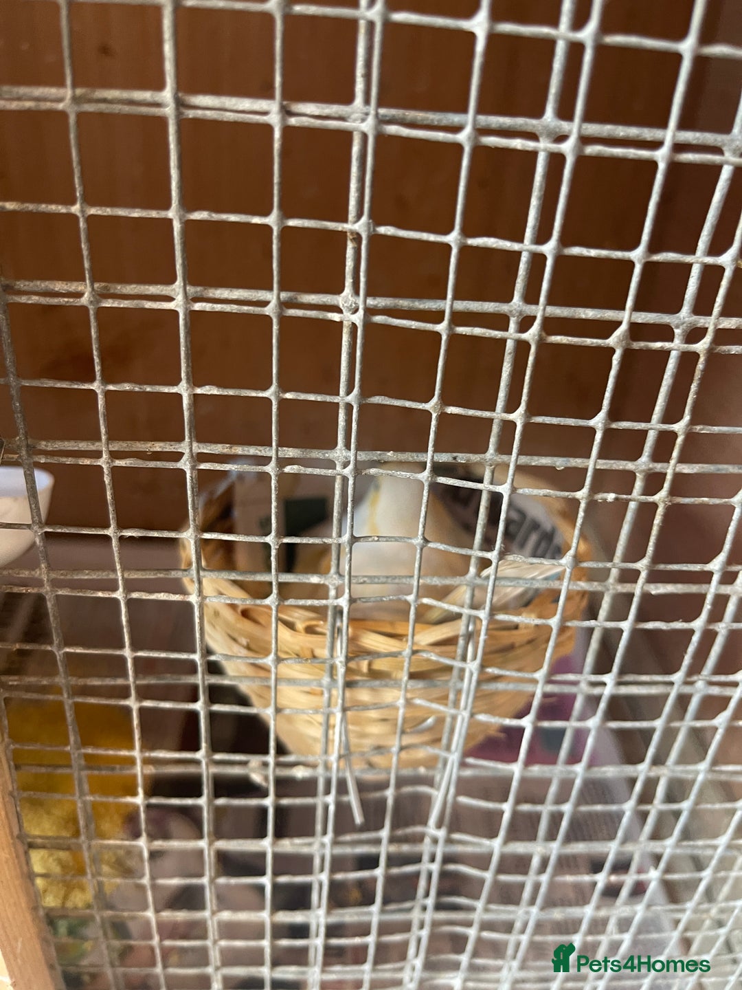 Canaries birds for sale: Canaries, Canary  - Image 1