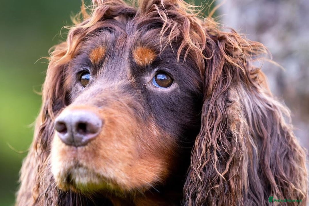 Cocker Spaniel dogs for sale: 8 health checked true quality working cocker pups - Advert 12
