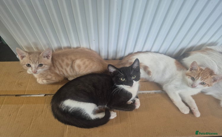Mixed Breed cats - Advert 1