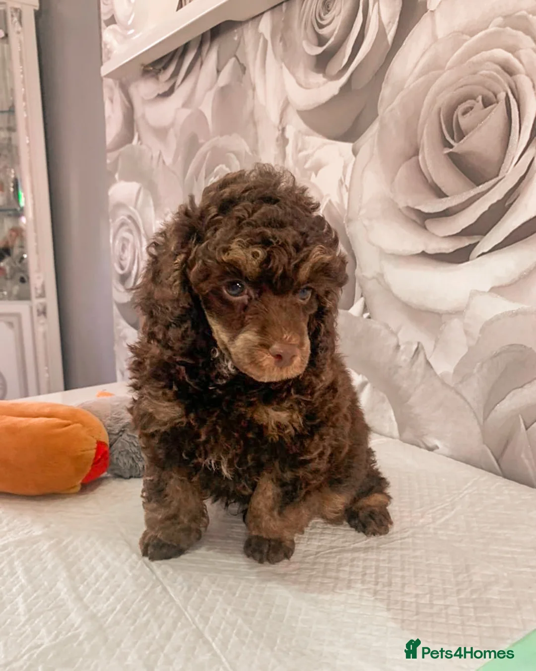 Toy Poodle dogs for stud: Stunning KC None fading Chocolate Phantom stud in Rickmansworth - Advert 9