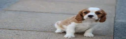 Cavalier King Charles Spaniel dogs for sale: PUG x CAVALIER puppies for sale  - Advert 23