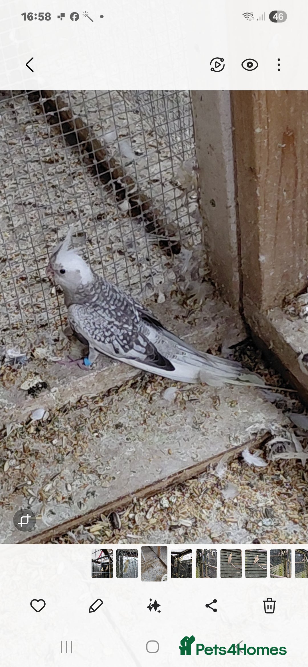 Cockatiels birds for sale: Young cockatiels for sale  - Image 3