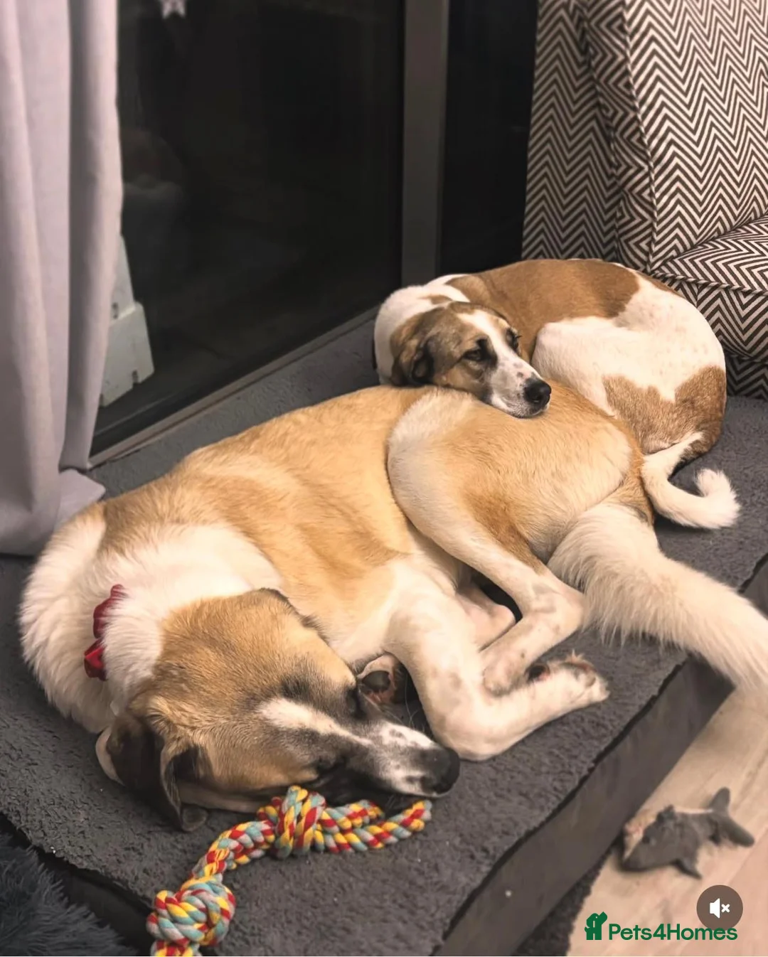 Mixed Breed dogs for adoption: Dexter The Gentle Giant ❤️ - Advert 9