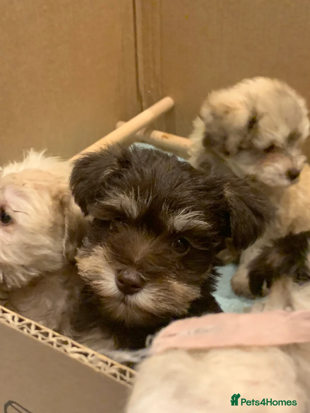 Miniature Schnauzer dogs for sale: Stunning Rare Parti-colour Miniature Schnauzer’s - Advert 8