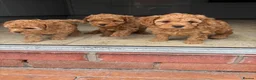 Cavapoo dogs for sale: Cavapoo f1b pups  - Advert 7