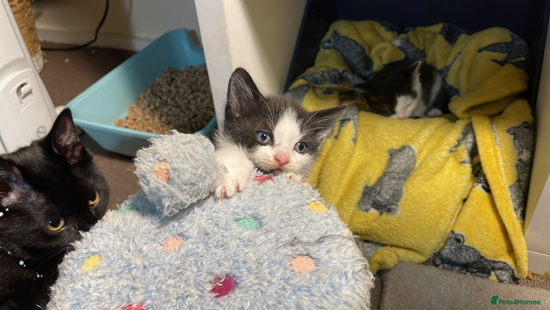 Mixed Breed cats for sale: Three energetic kittens: Noodle, Peanut and Daisy - Advert 35