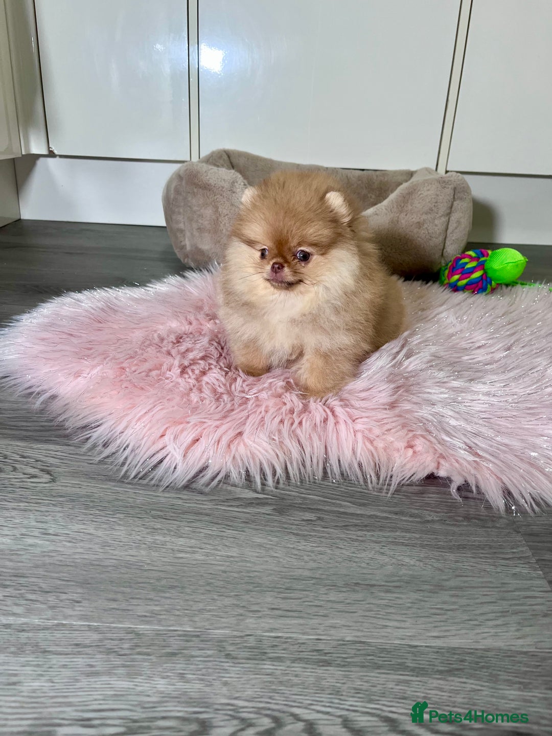 Pomeranian dogs for sale: 🐻Green eyed👁️Top Quality🔥 - Advert 1