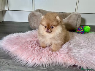 Pomeranian dogs Very tiny🐻Green eyed👁️Top Quality🔥 - Advert 4