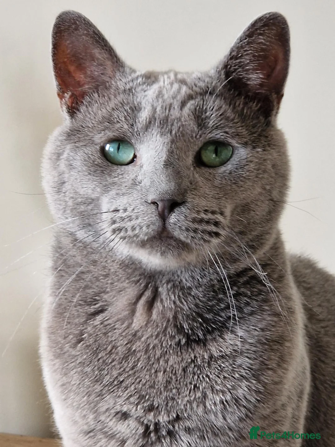 Russian Blue cats for sale: GCCF Russian blue kittens - Advert 2
