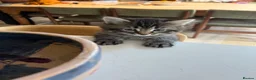Mixed Breed cats for sale: 3 male kittens  - Advert 7
