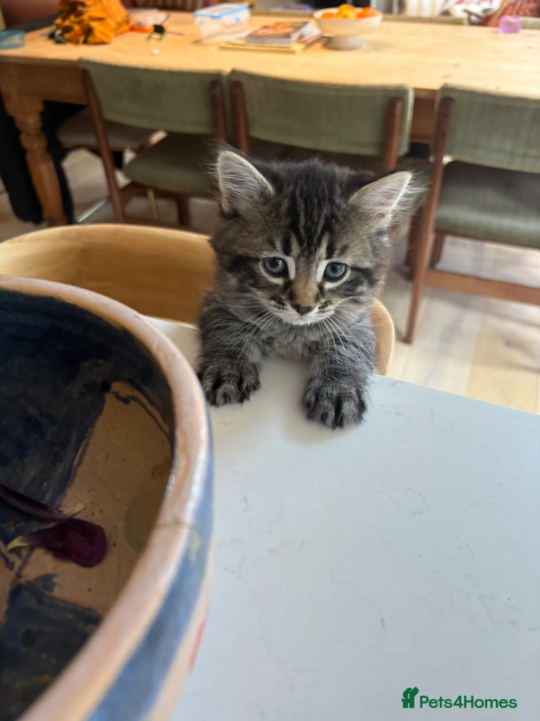 Mixed Breed cats for sale: 3 male kittens  - Advert 7