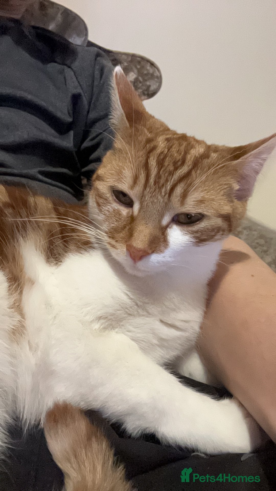 Domestic Shorthair cats for sale: Two sisters calico and ginger and white  - Image 6