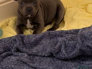 Staffordshire Bull Terrier dogs - Advert 13