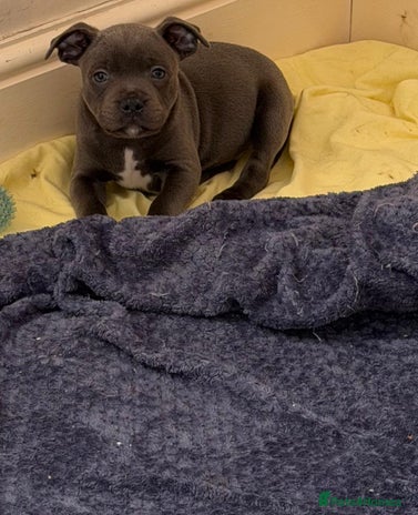 Staffordshire Bull Terrier dogs - Advert 1