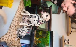 Dalmatian dogs for stud: Kc Baer tested studs available proven in Bedford - Image 9