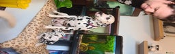 Dalmatian dogs for stud: Kc Baer tested studs available proven in Bedford - Advert 9