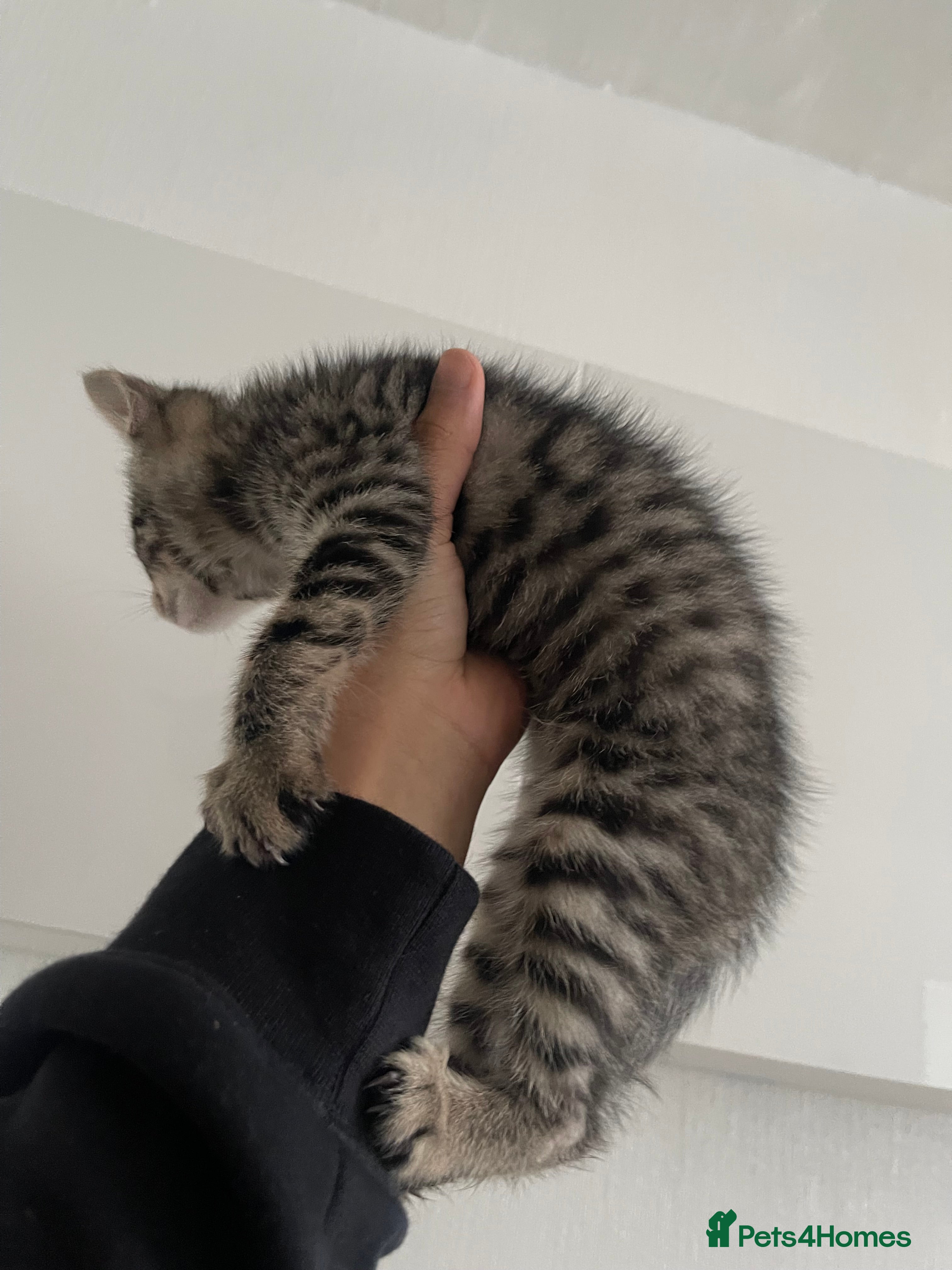 Mixed Breed cats Cute tabby male kitten  - Advert 15