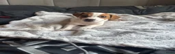 Jack Russell dogs for sale: Beautiful Jack Russell pup - Advert 2