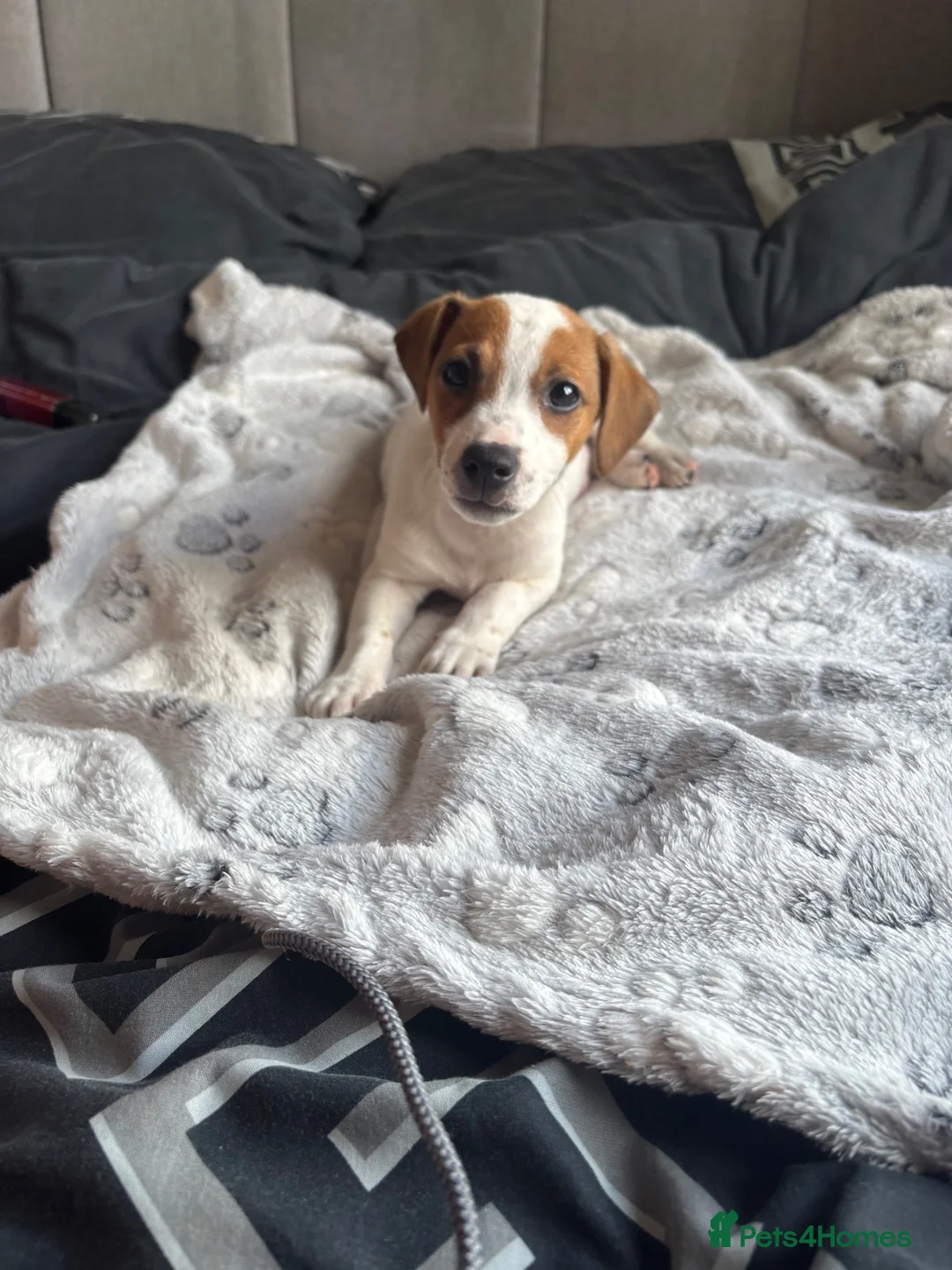 Jack Russell dogs for sale: Beautiful Jack Russell pup - Advert 2