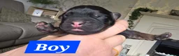 Mixed Breed dogs for sale: Frenchie Bulldog x Cocker Spaniel puppies - Advert 5