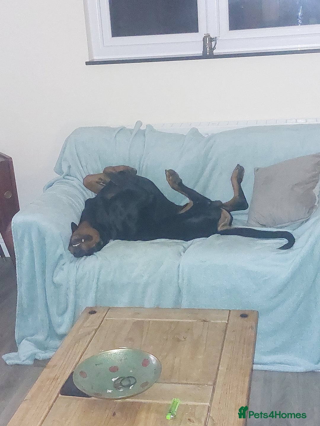 Dobermann dogs for stud: KC registered Black and Red Rust for stud - Advert 7